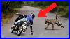 Unbelievable Moments With Scary Animals