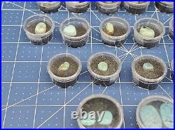 Vintage Native American Mixed Turquoise Cabochons Lot FREE USA SHIPPING