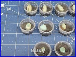 Vintage Native American Mixed Turquoise Cabochons Lot FREE USA SHIPPING