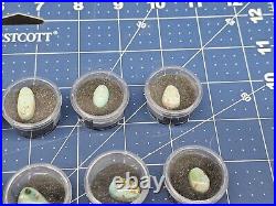 Vintage Native American Mixed Turquoise Cabochons Lot FREE USA SHIPPING