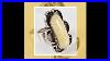 Vintage Native American Shadowbox Calcite Sterling Silver 925 Ring Size 6 1 4